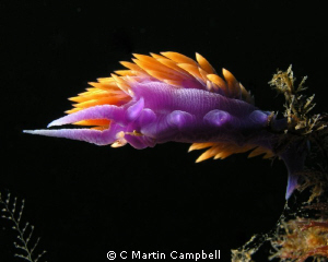 Photo of a Spanish Shawl Nudibranch taken at Casino Point... by C Martin Campbell 